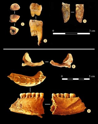 Figure 5. Anthropological remains from the Chagyrskaya Cave.
